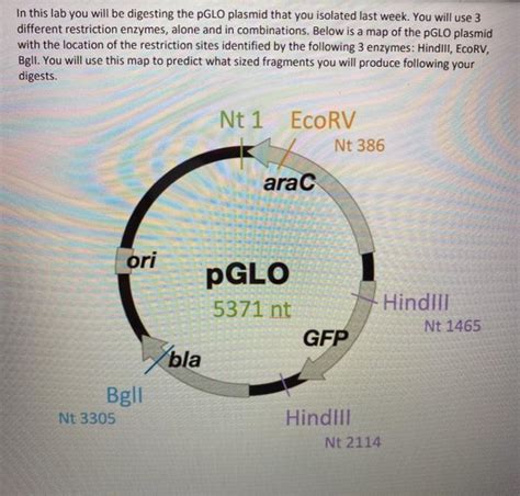 Solved In this lab you will be digesting the PGLO plasmid | Chegg.com