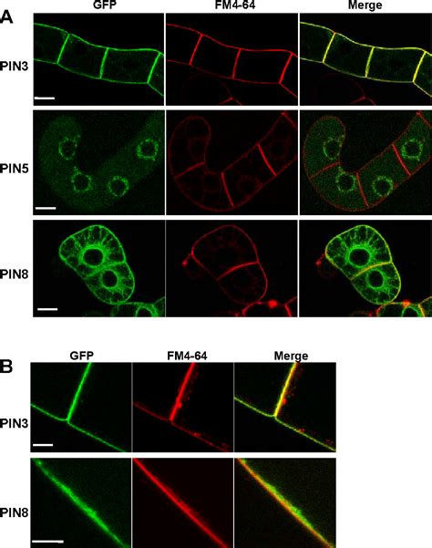 Figure 4 From Differential Auxin Transporting Activities Of PIN FORMED