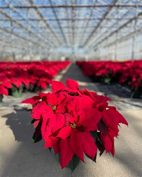 Poinsettias And Holiday Greens Michaels Greenhouses