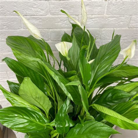 Planta De Casa Spathiphyllum Bellini Live Plants Rio De Janeiro Buy