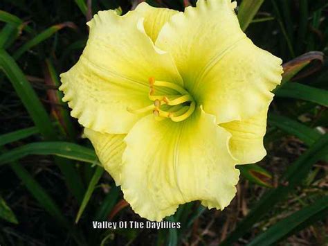 Daylily Hemerocallis Party Ready In The Daylilies Database