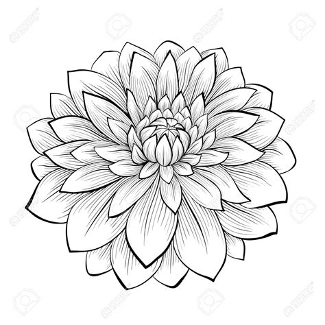 dahlia flower tattoo black and white - Google Search Dahlia Flower ...