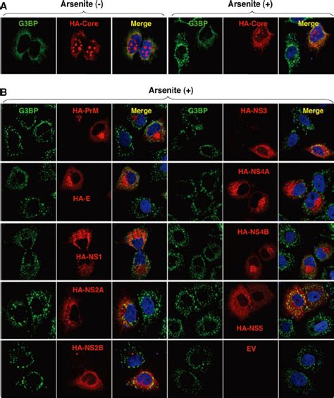 Inhibition Of The Arsenite Induced Sg Formation By The Expression Of