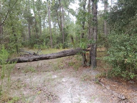 25 Acres In Florida Highlands Dunnellon Florida