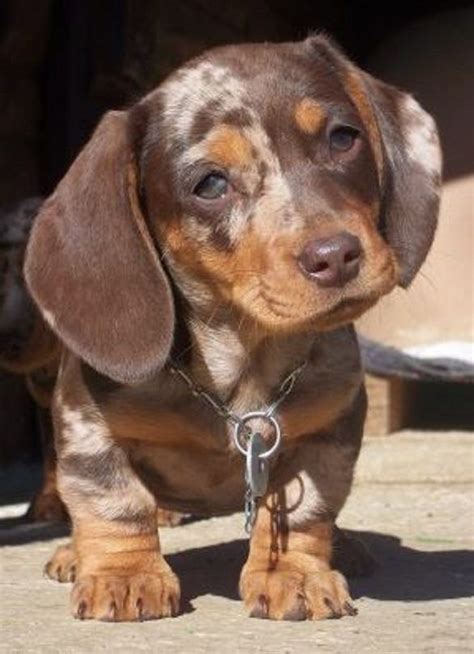 Brown Spotted Dachshund Puppy Dachshund Breed Dapple Dachshund Puppies