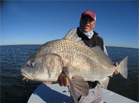 Black Drum Get Huge And Fight Like A Train But Are Not A Good Eating