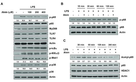 Aloin Inhibits Lps Induced Nf B P65 Phosphorylation And Acetylation