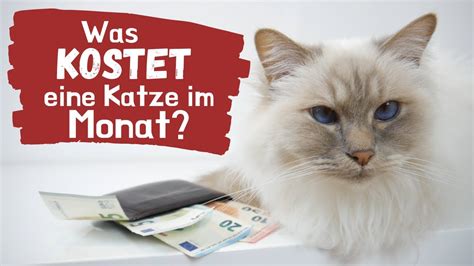 Was Kostet Eine Katze Im Monat Damit Kannst Du Rechnen