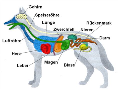 Anatomie des Hundes Körperbau im Querschnitt Couchdogs