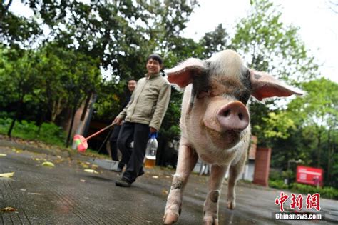 汶川地震“猪坚强”震后11年仍健在 相当人类80岁高龄张浪