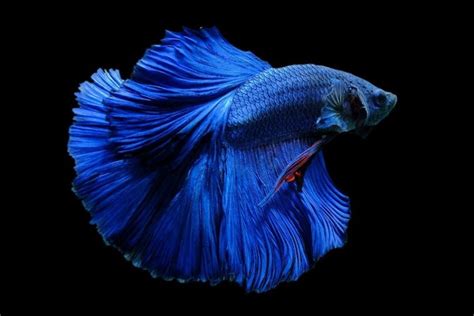 Blue Betta Fish Care Guide Pictures Lifespan More Hepper