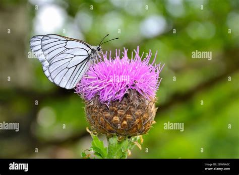 Rhaponticum Carthamoides Hi Res Stock Photography And Images Alamy