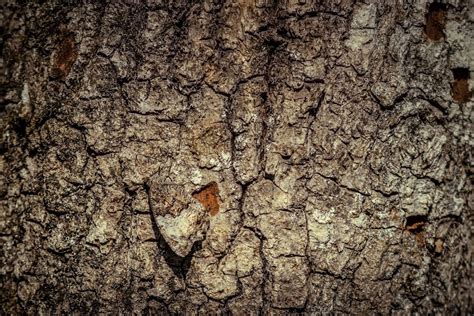 Caterpillars That Look Like Snakes: Nature's Incredible Mimics