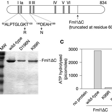 Purification and ATPase activity of wild type and mutant Fml1ΔCs A