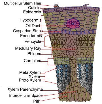 Microscopic structure of transverse section of sunflower flower ...