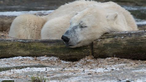 Matan a un oso polar que atacó a un guía turístico en Noruega