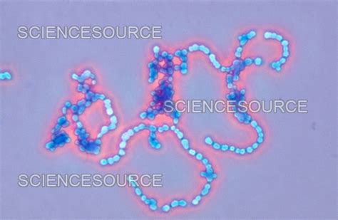 Streptococcus Pyogenes Bacteria