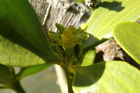 Mistletoe Flower Steen Jeppesen Flickr