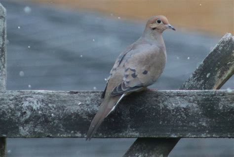 Mourning Dove From Oil City Pa 16301 Usa On February 13 2024 At 03