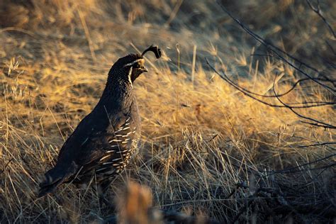 Quail Breeds: A Guide to Choosing the Best One for Your Farm