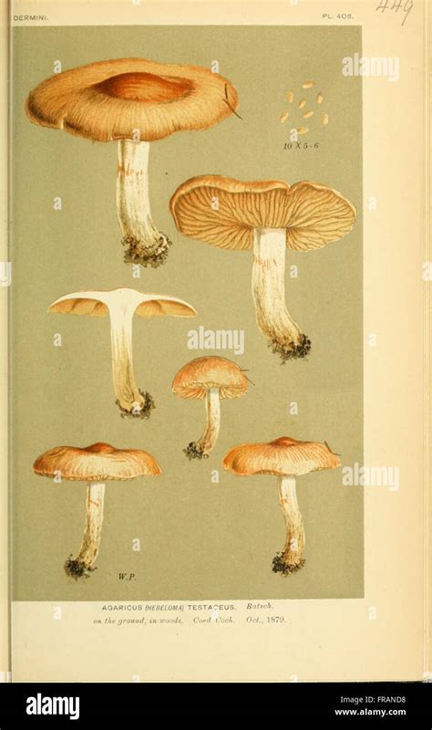 Illustrations Of British Fungi Hymenomycetes To Serve As An Atlas To