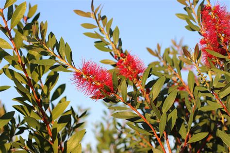 Callistemon Citrinus Devil Mountain Wholesale Nursery