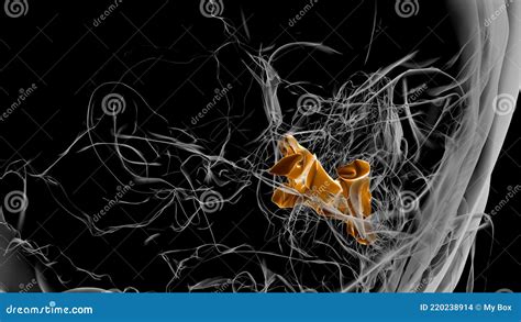 Human Skeleton Palatine Bone Anatomy 3D Stock Illustration ...