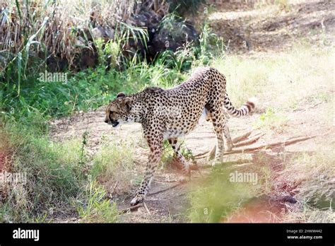 Gepard Acinonyx Jubatus Im Oasis Park Fuerteventura Spanien La