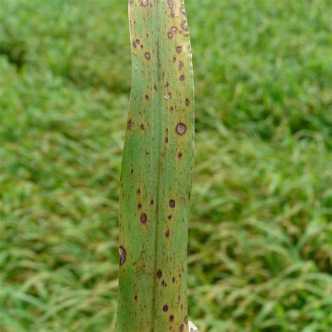 Gray Leaf Spot Pestoscope