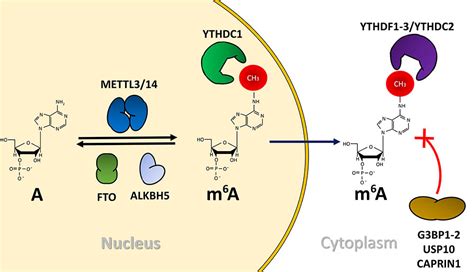 Frontiers Emerging Roles Of N6 Methyladenosine On Hiv 1 Rna