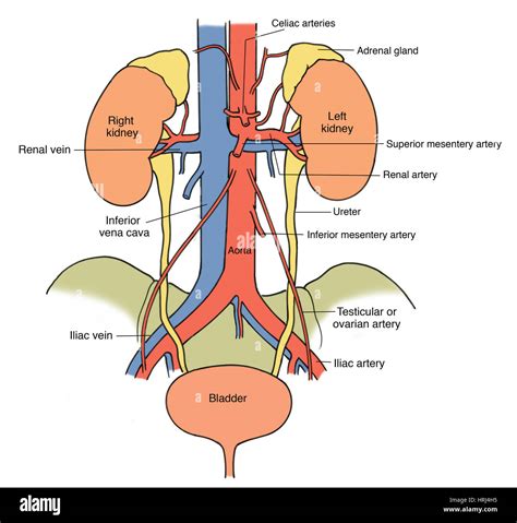 Adrenal Vein Anatomy