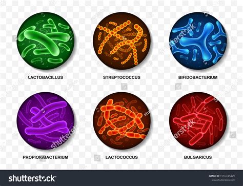 Set Probiotic Bacteria Good Microorganisms Concept Stock Vector