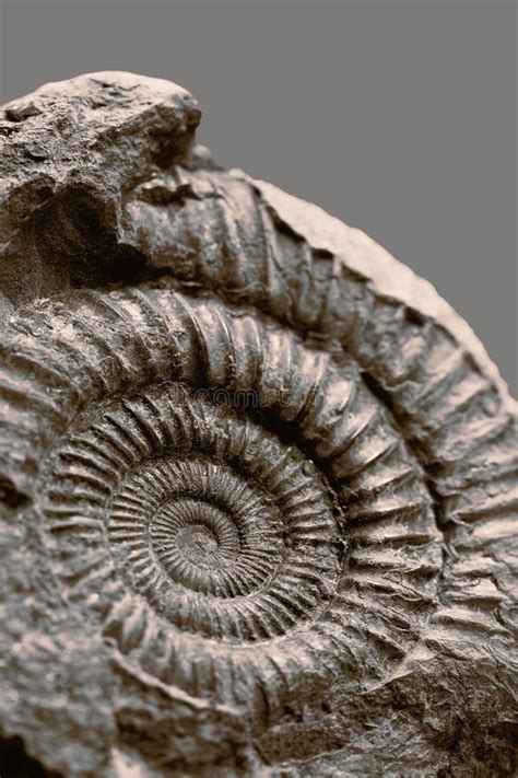 Close Up Of An Ammonite Fossil Preserved In Rock Stock Image Image Of