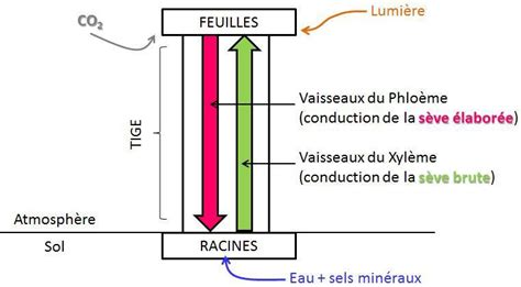 Tp Vaisseaux Conducteurs De S Ve