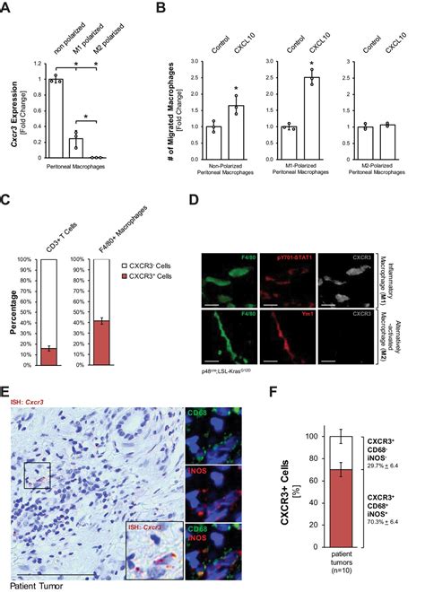 Cxcl Cxcr Signaling Contributes To An Inflammatory Microenvironment