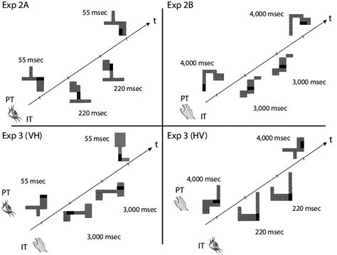 Schematic Example Of The Temporal Sequence Of Stimulus Events During A