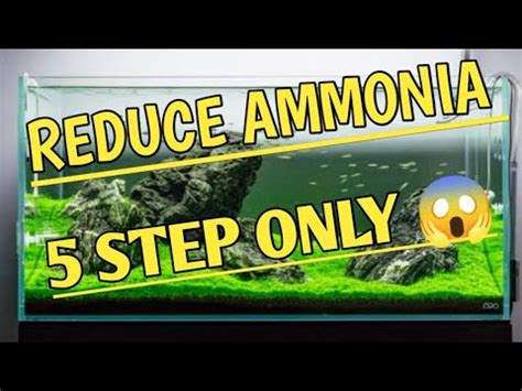 How To Remove Ammonia From Fish Tank How To Get Rid Of Ammonia In