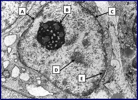 SOS BIOLOGIA CELULAR Y TISULAR NUCLEO Cell Nucleus