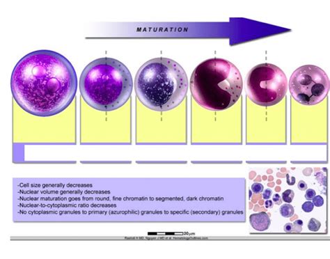 cell growth cycle Quiz