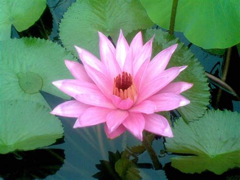 Wallpaper Bunga Lotus Pictures Myweb