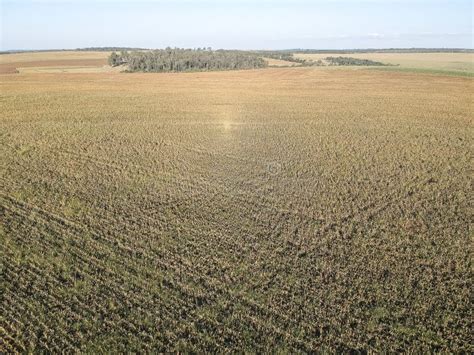 Mature Sorghum Field Stock Photo Image Of Healthy Countryside