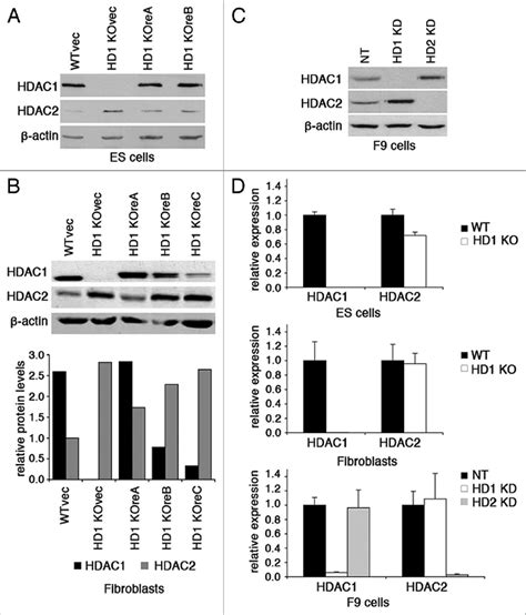 Crosstalk Between Hdac1 And Hdac2 A C Interdependent Expression Of