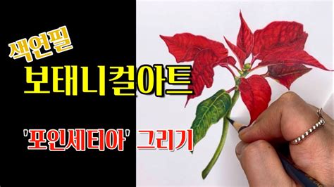 색연필 보태니컬아트색연필로 포인세티아 그리기colored Pencil Botanical Art Youtube