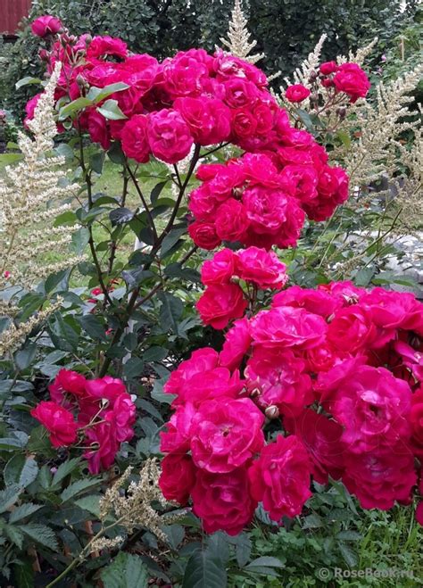 Розы Фейри Данс Фото И Описание – Telegraph