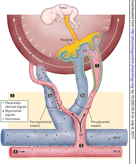 Figure From Uterine Hemodynamics During Pregnancy Blood Flow