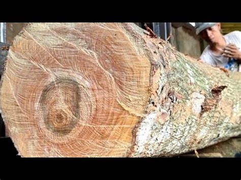 Tolak Ditawar Seharga Juta Kayu Langka Digergaji Sawmill Youtube