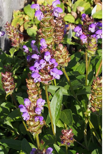 Kleine Brunelle Prunella Vulgaris Wi