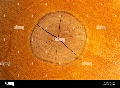 Round Cross Section Of A Tree Trunk Tree Rings Stock Photo Alamy