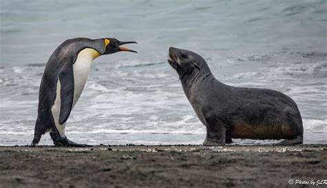 St Andrews Bay King Penguin Arguing With Fur Seal Penguins Fur Seal King Penguin