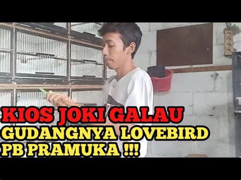 Update Harga Burung Terbaru Kios Joki Galau Gudangnya Lovebird Full